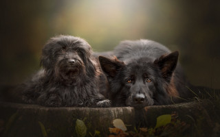 Two dogs laying wooden surface - two dog free wallpaper