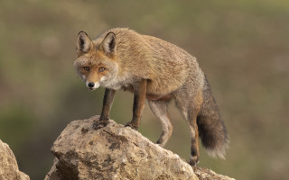 Small fox rock formation side - its tail free wallpaper
