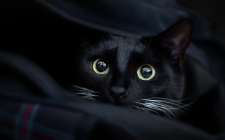 Black cat green eyes hiding - dave melvin free wallpaper