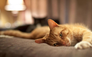 Cat laying bed lamp wall - the wall behind free wallpaper