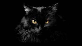 Black cat yellow eyes gothic 4 - a black cat free wallpaper