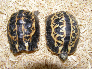 Two turtles wood chips together - japanese free wallpaper