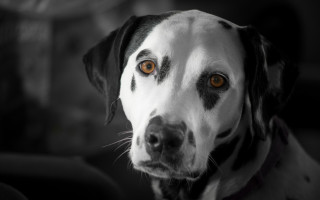 Dog blackwhite spot collar vanitas - a black collar free wallpaper
