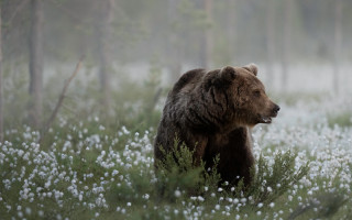 Brown bear field flowers woods - a brown bear free wallpaper