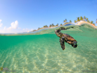 Turtle swimming ocean sky island - a small island in the distance free wallpaper