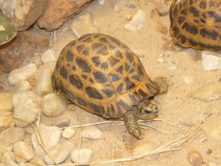 Small turtles dirt field rocks - an illustration of free wallpaper