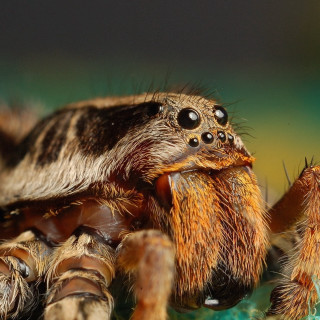 Spider closeup green surface blurry - free animals wallpaper for tablet