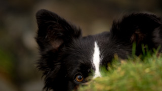 Black white dog white spot - on free wallpaper