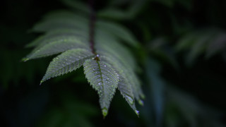 Green leaf water droplets macro 17 - free forest wallpaper for desktop