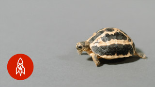 Small turtle gray surface red - a red circle free wallpaper