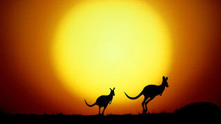 Kangaroos silhouette orange sunset sky 2 - orange sky free wallpaper