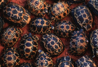 Turtle shells red surface black - sacred free wallpaper
