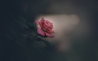 Pink rose night blurry macro - soft focus free wallpaper for desktop
