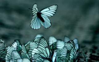 Butterflies field grass dirt dark - fiona stephenson free wallpaper
