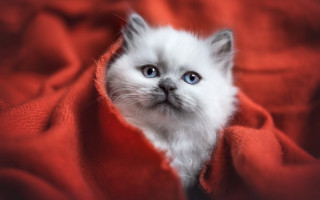 White kitten blue eyes red - a white kitten free wallpaper