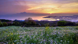 Flower field water mountain sunset - a field of flowers free wallpaper