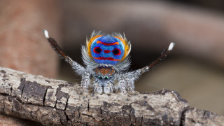 Colorful spider branch closed eyes - neoprimitivism free wallpaper