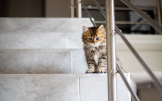 Curious cat stairs photorealistic artdeco - art deco free wallpaper