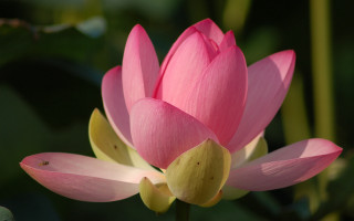 Pink flower yellow stamens macro 3 - the middle of its free wallpaper