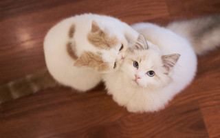 Cat head cat looking up - a cat free wallpaper