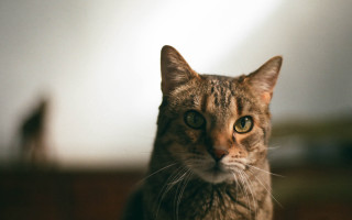 Serious cat blurry background tilt - the cat free wallpaper