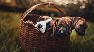 Three dogs basket grass elk - a basket free wallpaper