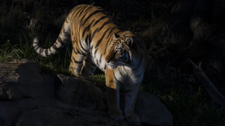 Tiger rocky hillside dark backlit - its tail free wallpaper