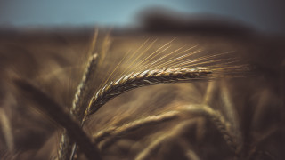 Wheat field tilt shift sunset - heavy free wallpaper