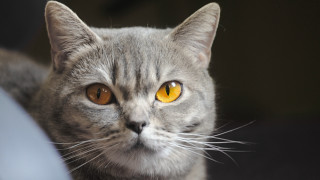 Cat yellow eyes serious look 3 - daphne allen free wallpaper