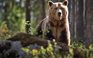 Brown bear forest rock primivitism - the background and a rock free wallpaper