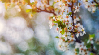 White flower branch bokeh green - the sunlight free wallpaper