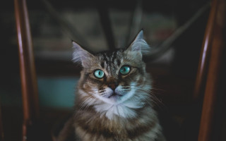 Black cat blue eyes sad - a chair free wallpaper