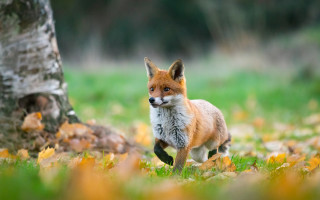Red fox running forest autumn - a red fox free wallpaper