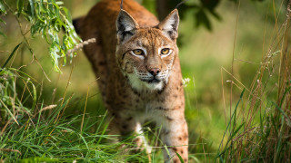 Lynx grassy background animal focus - a lynx free wallpaper