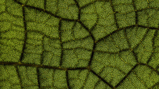 Green leaf fractals macro butterfly - a black line free wallpaper