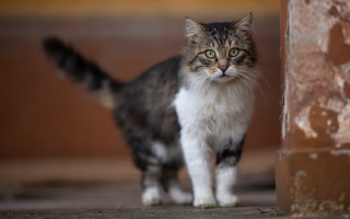Sad white cat wall green - a sad look free wallpaper