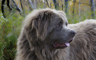 Fluffy dog forest tall grass - tall grass and trees free wallpaper