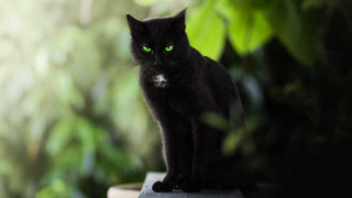 Black cat green eyes gothic 2 - a ledge in front free wallpaper
