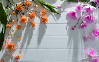 Flowers shadows autumn fireworks summer - esther blaikie mackinnon free wallpaper