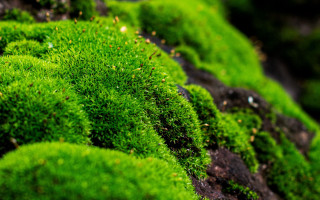 Mossy surface closeup nature forest - small leaf free wallpaper