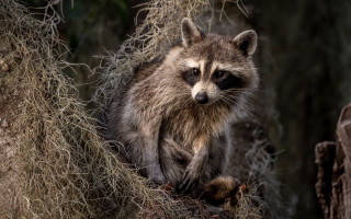 Raccoon tree branch camera neoplasticism - darrell riche free wallpaper for desktop