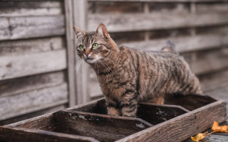 Cat wooden box building blurry - a wooden plank free wallpaper