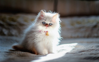 White kitten blue eyes bed - sunlight free wallpaper