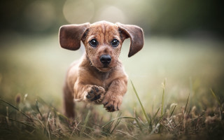 Small brown dog running grass - a small brown dog free wallpaper