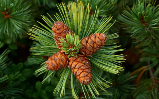 Pine cones branch needles nature - needle and needles free wallpaper