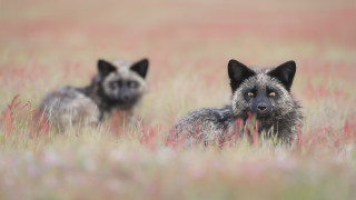 Grey wolves tall grass red - free dogs wallpaper