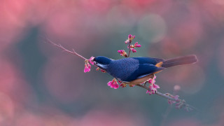 Blue bird branch pink flowers 3 - a blue bird free wallpaper