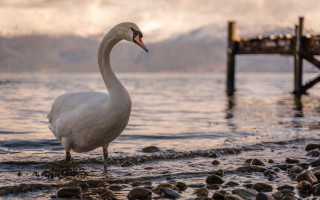 White swan rocky beach pier - a pier in the background free wallpaper