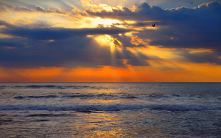 Bird ocean sunset birds clouds - crepuscular free wallpaper for desktop