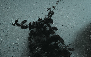 Plant window rain person davidbudd - ambient free wallpaper
